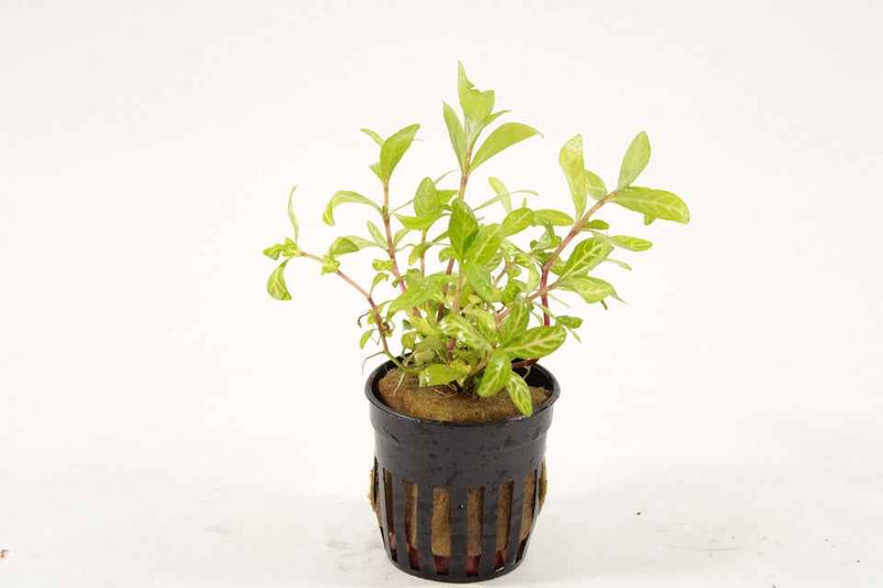 Hygrophila Rosanervig