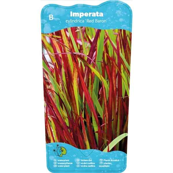 Imperata Cylindrica Red Baron 9x9