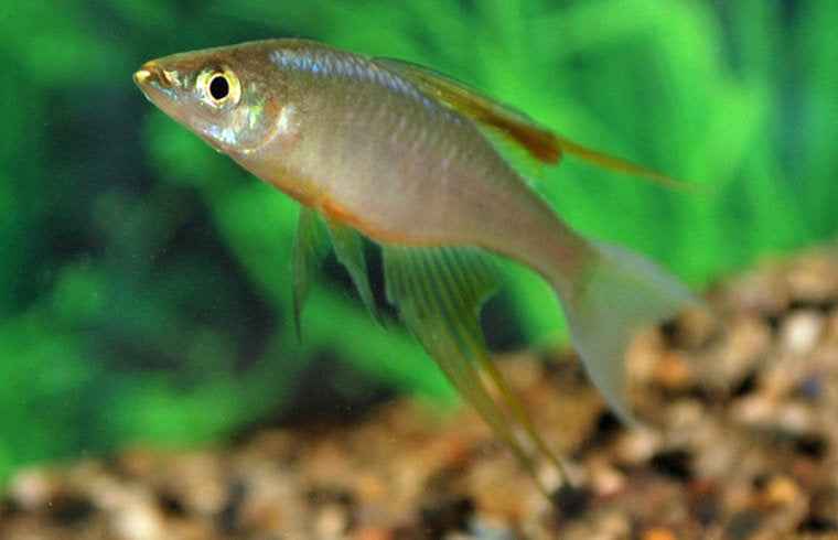 Prachtregenboogvis