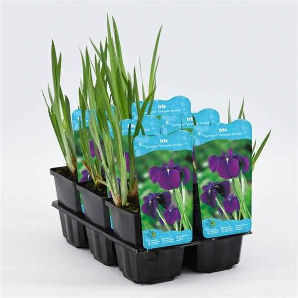 Iris Kaempferi 9x9