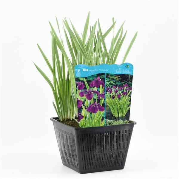Iris Kaempferi 25x25