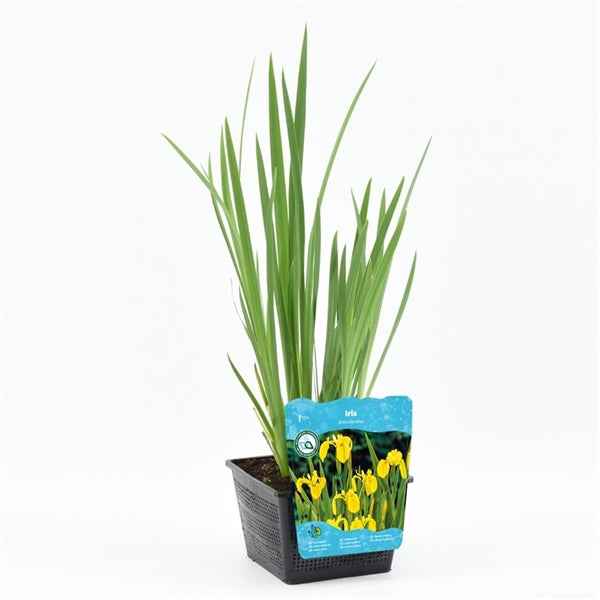 Iris Pseudacorus 18x18