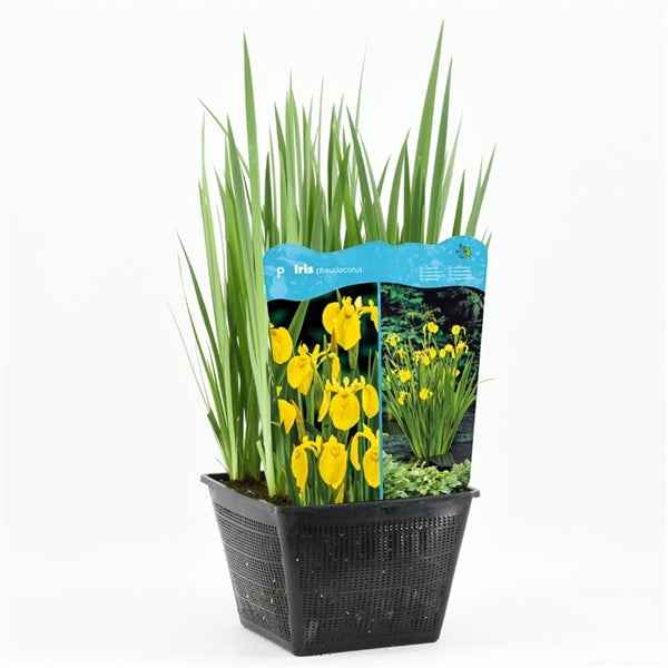 Iris Pseudacorus 25x25