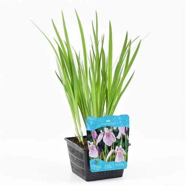 Iris Rose Queen 18x18
