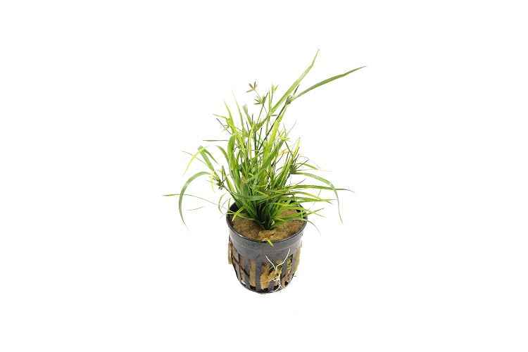 Juncus Repens