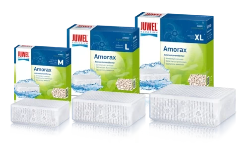 Juwel Amorax