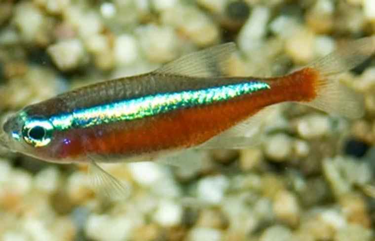 Kardinaaltetra