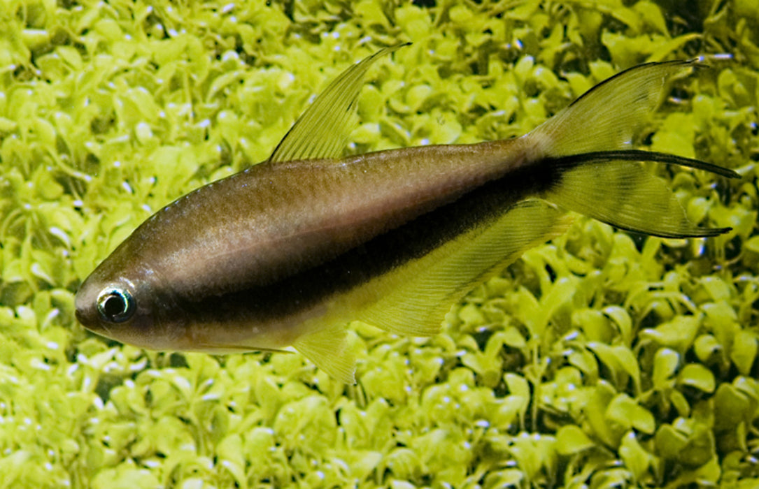 Keizertetra - Nematobrycon Palmeri - Aquariumvissen 