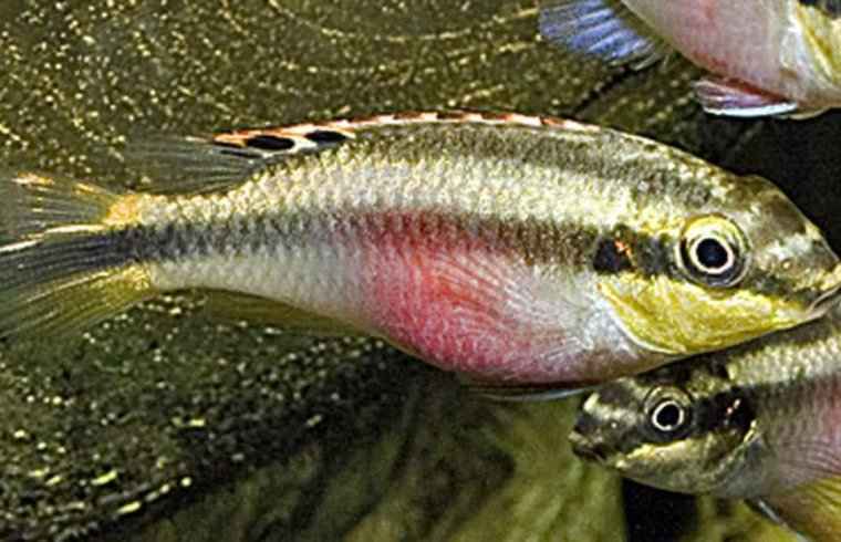 Kersenbuik Cichlide