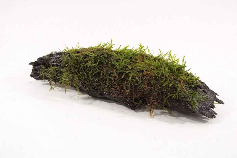 Kienhout Medium met Vesicularia Dubyana