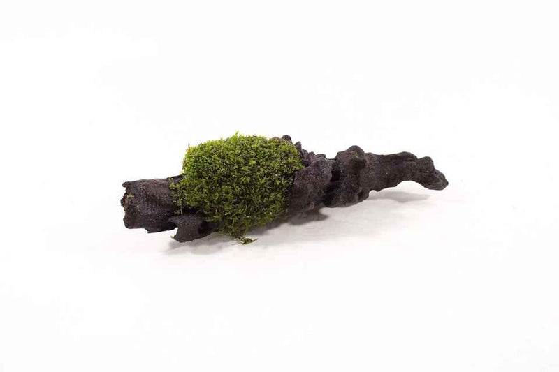 Kienhout Small met Riccardia