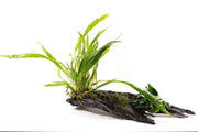Kienhout Large met 3 planten