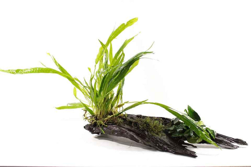 Kienhout Large met 3 planten