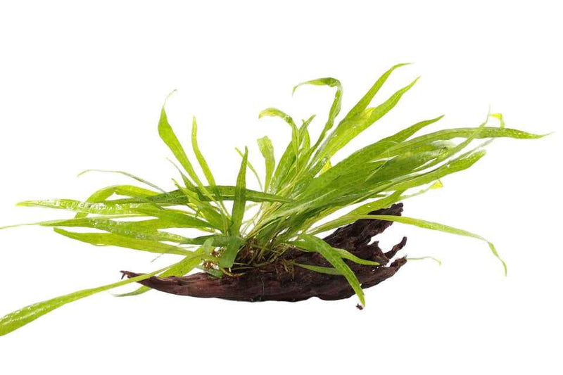 Kienhout Medium met Microsorum