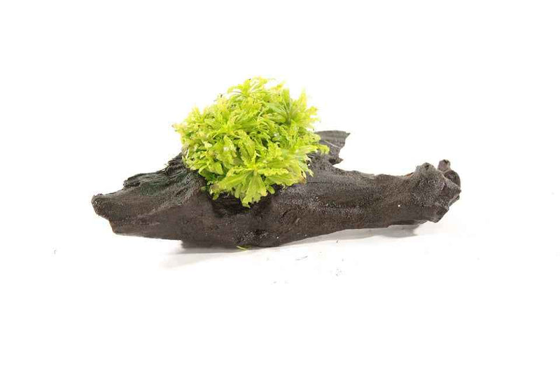Kienhout Small met Pogostemon