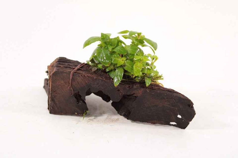Kienhout Small met Staurogyne Repens