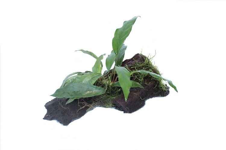 Kienhout Small met Anubias