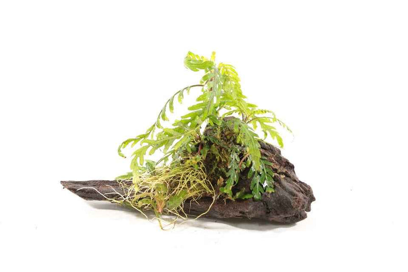 Kienhout Small met Hygrophila Pinnatifida