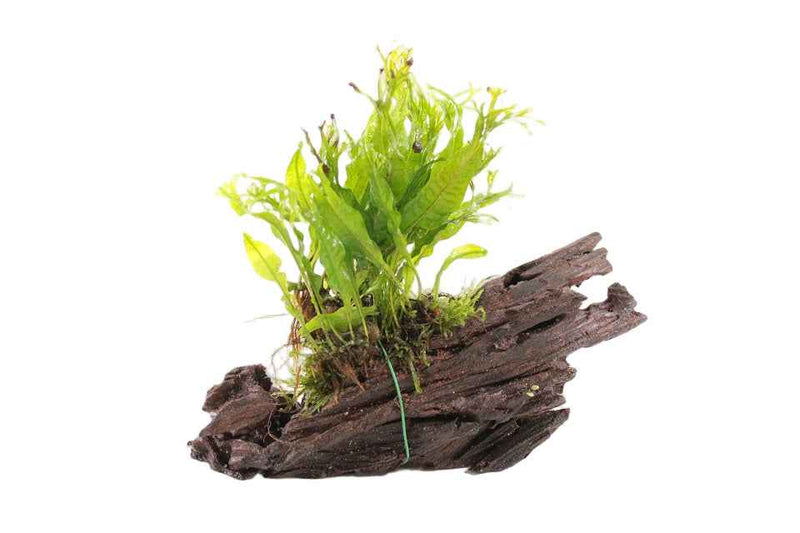 Kienhout Small met Microsorum Specie