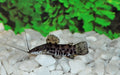 KwiKwimeerval - Hoplosternum Thoracatum - Aquariumvissen