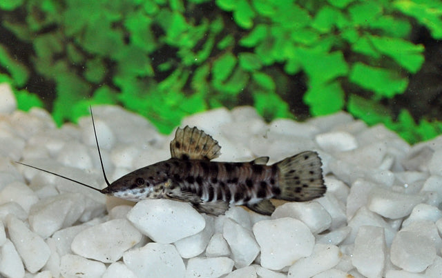 KwiKwimeerval - Hoplosternum Thoracatum - Aquariumvissen