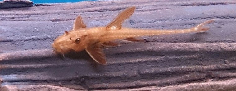 L010A - Rineloricaria Lanceolata Red