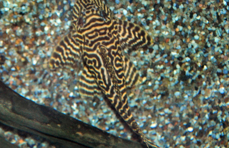 L066 - Hypancistrus sp.