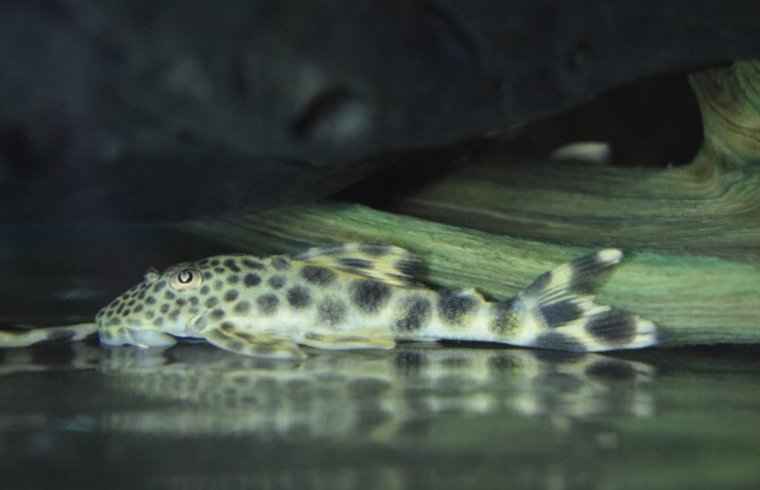 L124 - Peckoltia Sabaji