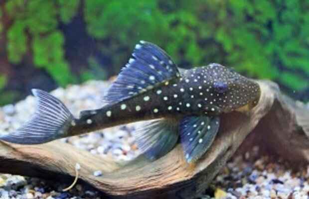 L128 - Hemiancistrus sp.