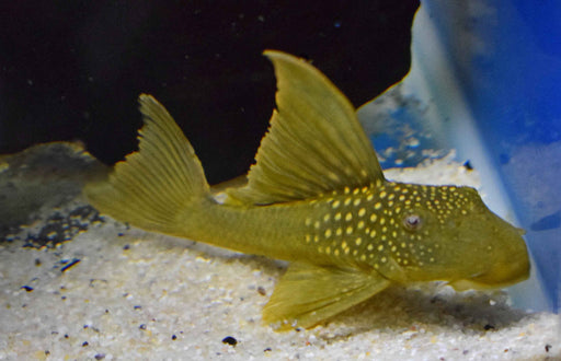 L200 - Baryancistrus Demantoides