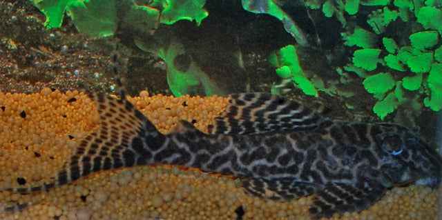 L333 - Hypancistrus sp.
