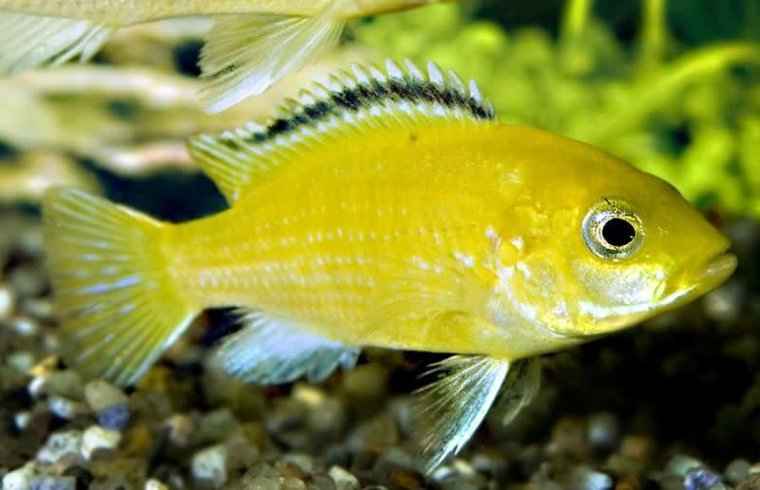 Labidochromis Caeruleus Yellow