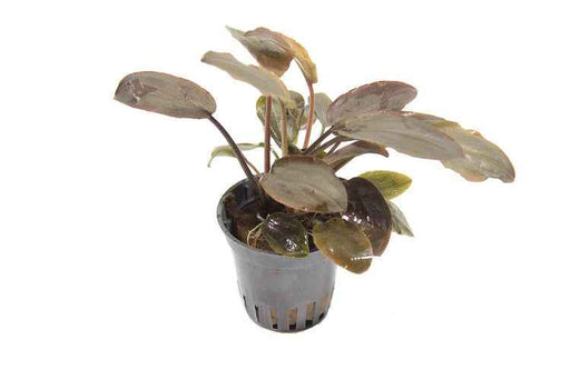 AquaOne Aquariumplanten I De 5 eenvoudigste waterplanten voor beginners AquaOne Aquariumplanten I De 5 eenvoudigste waterplanten voor beginners