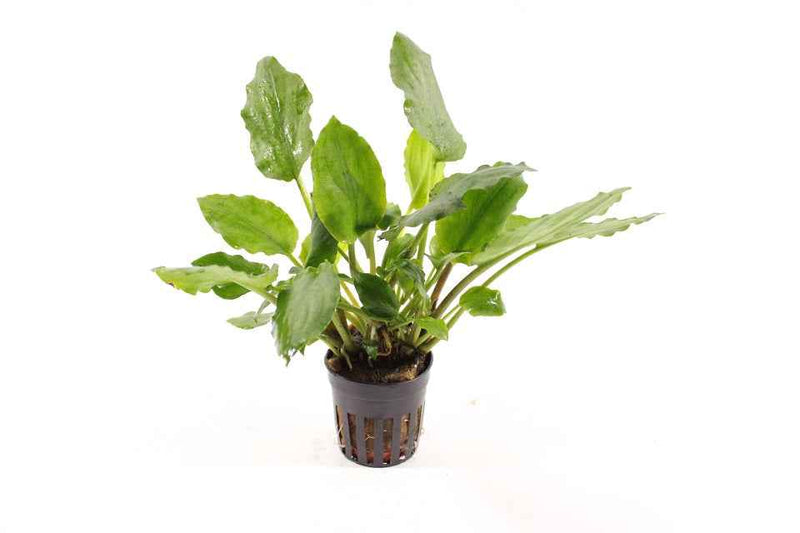 Lagenandra sp. Green