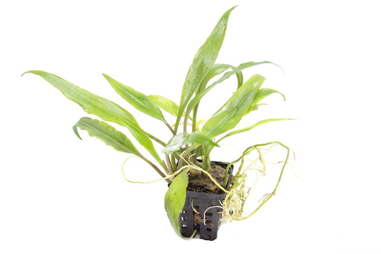 Lagenandra Thwaitesii Aquariumplanten