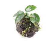 Lavasteen met Anubias