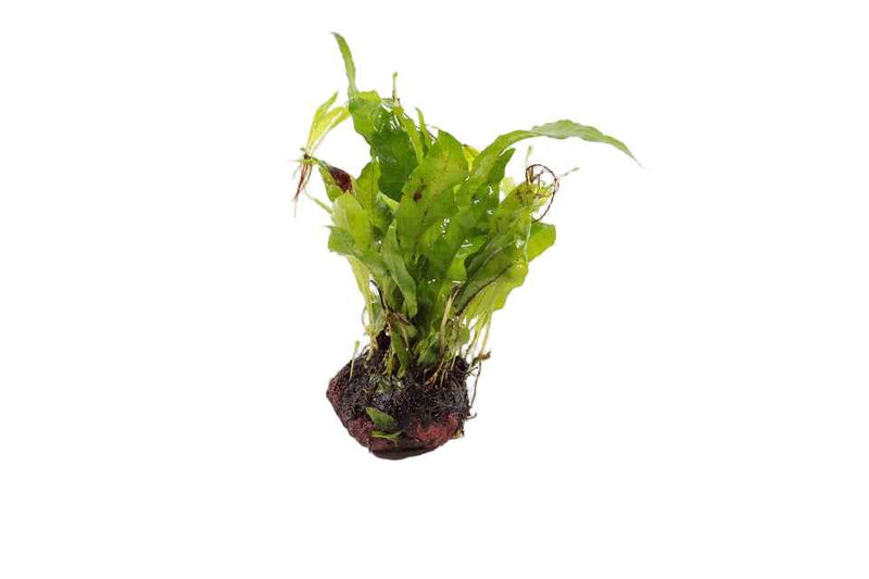 Lavasteen met Microsorum Pteropus