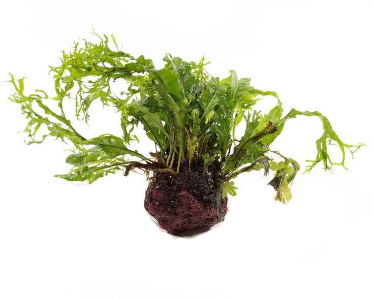 Lavasteen met Microsorum Specie