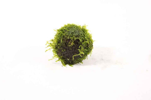 Lavasteen met Vesicularia Dubyana