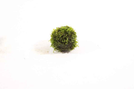 Lavasteen met Vesicularia Dubyana