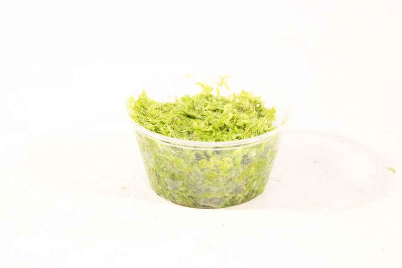 Lemna Minor 'Eendenkroos'