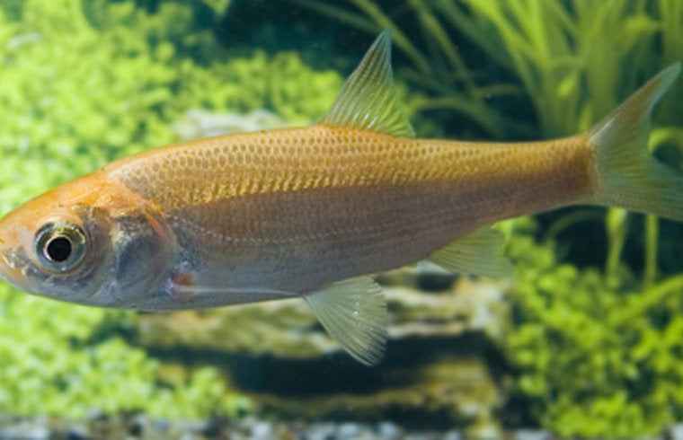 Goudwinde 7/10 cm