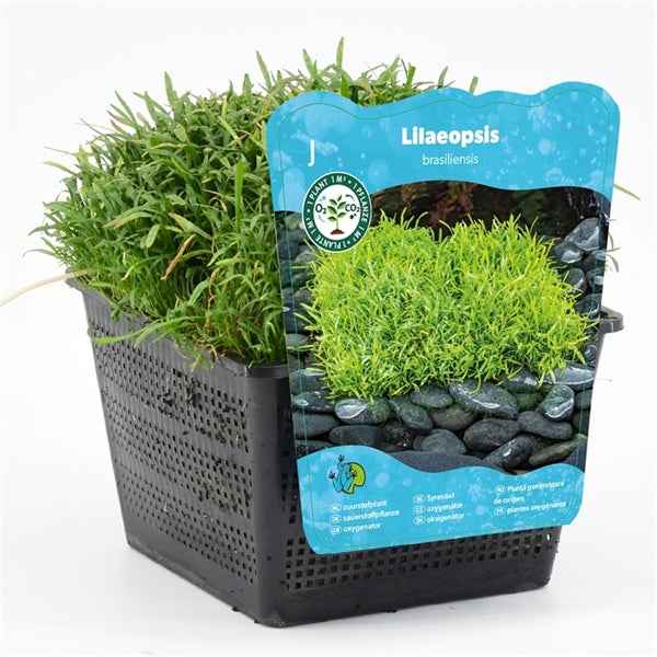 Lilaeopsis Brasiliensis 18x18