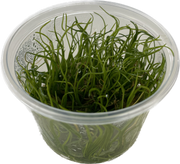 Lilaeopsis Brasiliensis - In Vitro