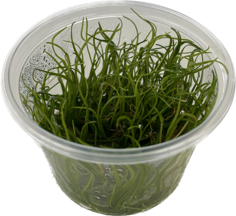 Lilaeopsis Brasiliensis - In Vitro