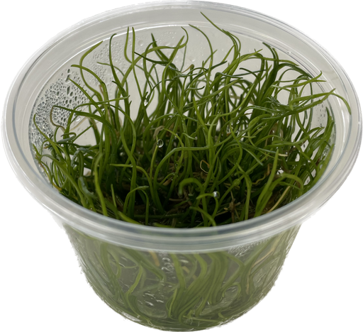 Lilaeopsis Brasiliensis - In Vitro
