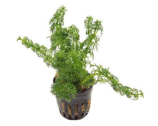Limnophila Sessiliflora