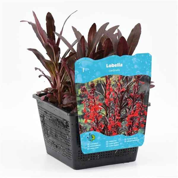 Lobelia Cardinalis 18x18