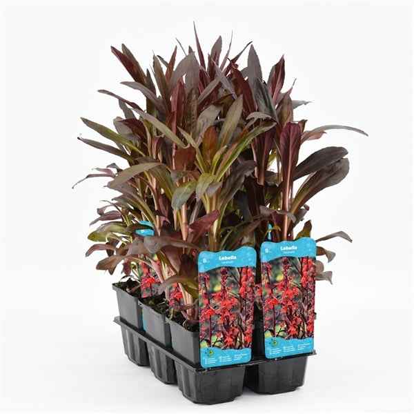 Lobelia Cardinalis 9x9