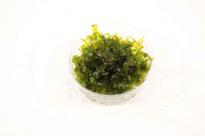 Lomariopsis Lineata